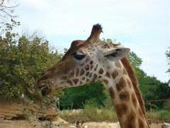 149 BIO PARC DE DOUE LA FONTAINE 1- 2016_000027